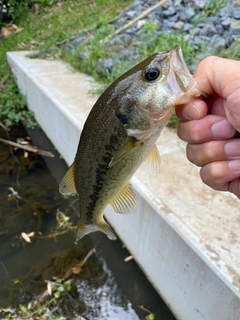 ラージマウスバスの釣果