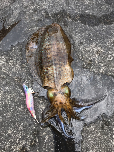 鹿児島湾南部