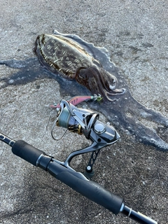 コウイカの釣果