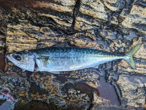 サバの釣果