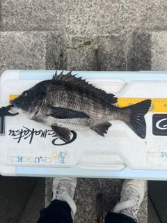 クロダイの釣果