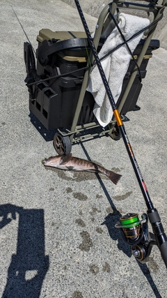 アイナメの釣果