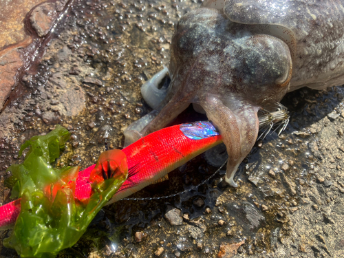 コウイカの釣果