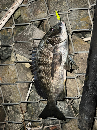 クロダイの釣果