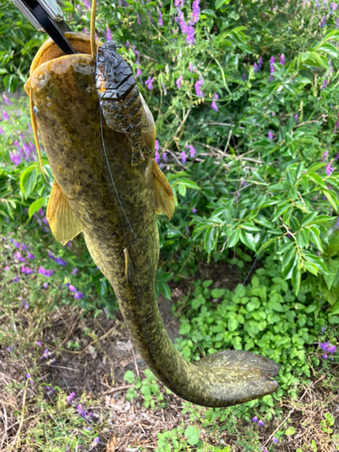 ナマズの釣果