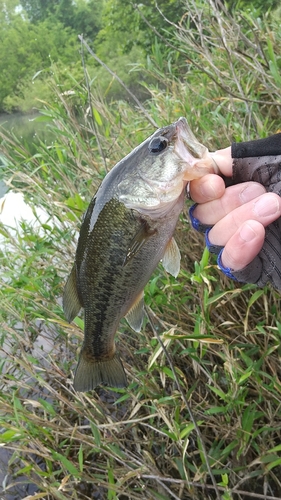 ブラックバスの釣果