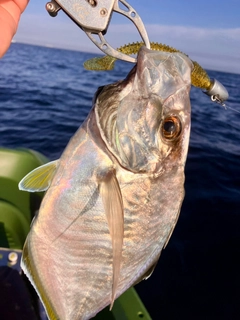 カイワリの釣果