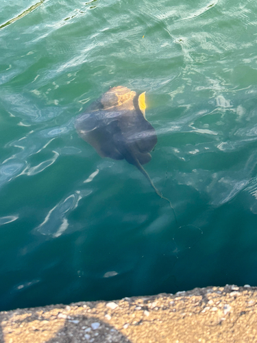 アカエイの釣果