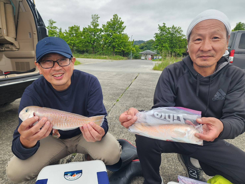 シロアマダイの釣果