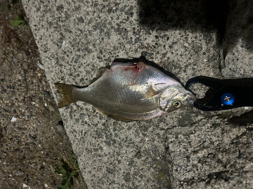 アオタナゴの釣果