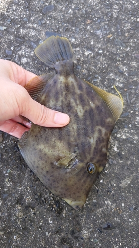 カワハギの釣果