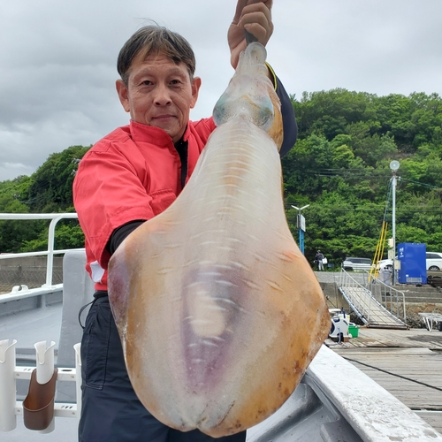 アオリイカの釣果