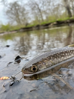 アメマスの釣果