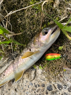 アメマスの釣果