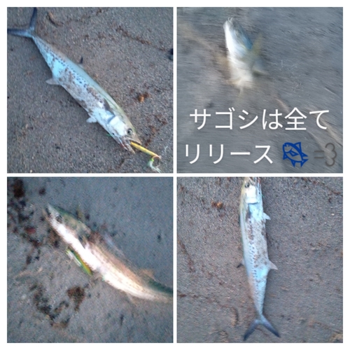 サゴシの釣果