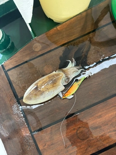 コウイカの釣果