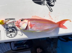 イトヨリダイの釣果