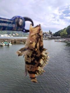 タケノコメバルの釣果