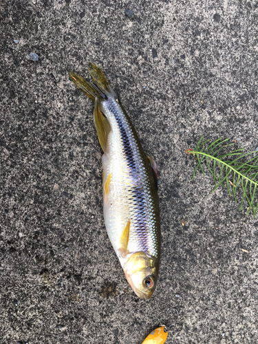 カワムツの釣果