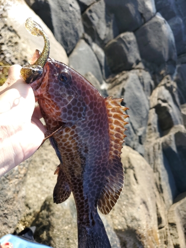 オオモンハタの釣果