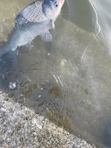 ヘラブナの釣果