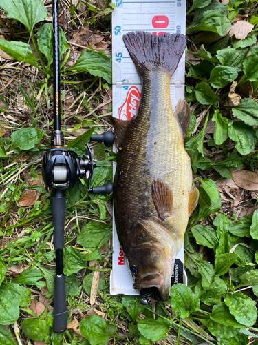 ラージマウスバスの釣果