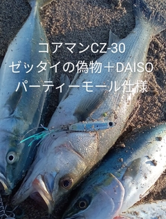 シーバスの釣果