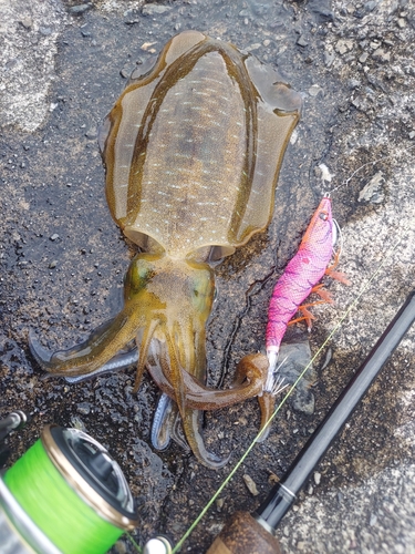 アオリイカの釣果