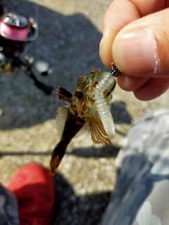 アナハゼの釣果