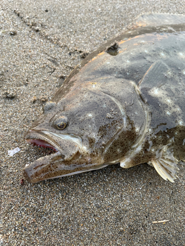 ソゲの釣果