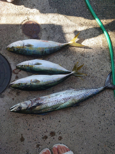 ハマチの釣果