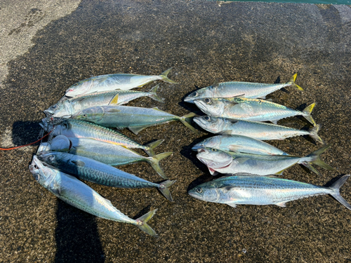 サバの釣果