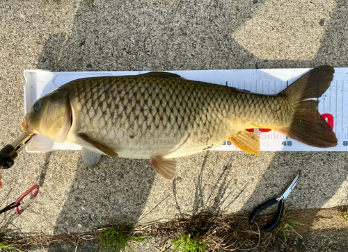 コイの釣果