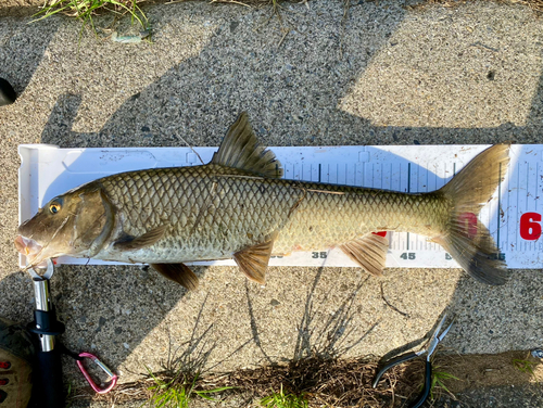 ニゴイの釣果