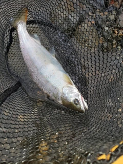 アマゴの釣果