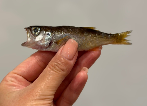 ムツの釣果