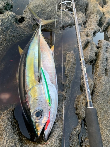 キハダマグロの釣果