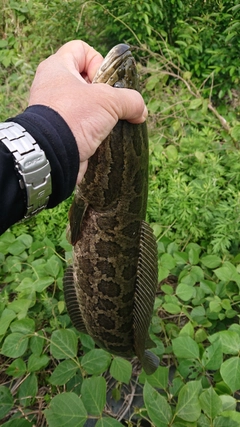 ライギョの釣果