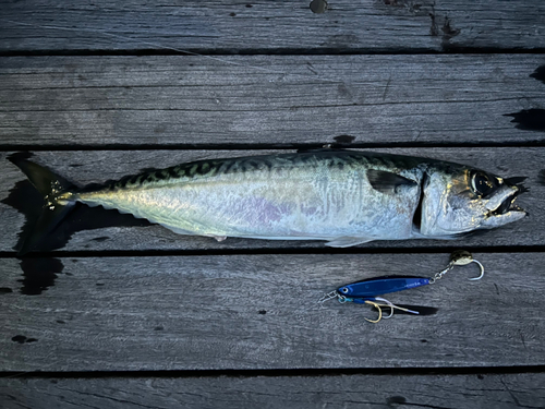 サバの釣果