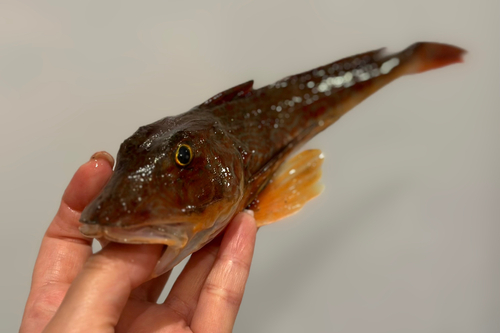 ホウボウの釣果