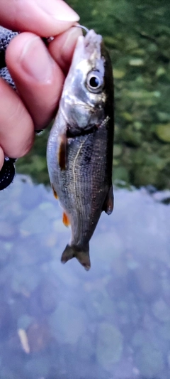 ウグイの釣果