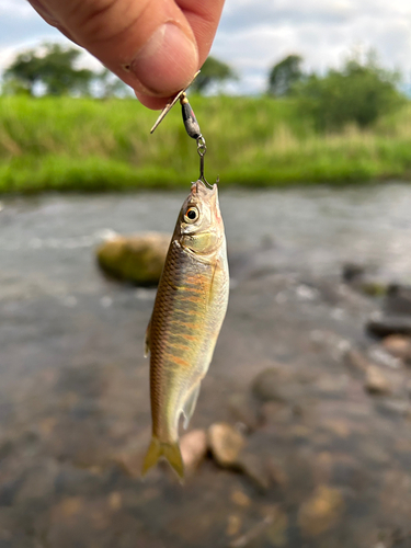 オイカワの釣果