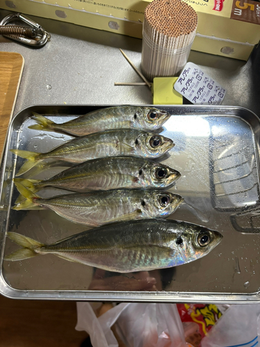 アジの釣果