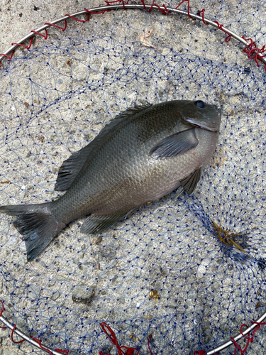 クチブトグレの釣果