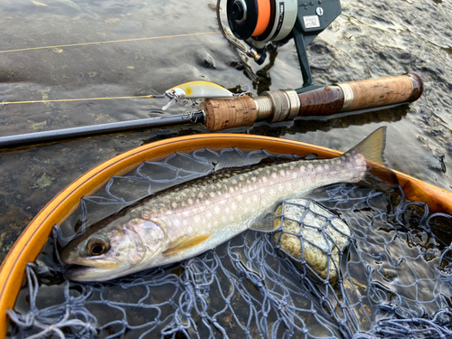 アメマスの釣果