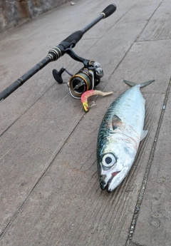 サバの釣果