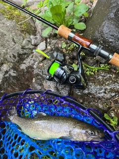 イワナの釣果