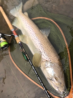 ブラウントラウトの釣果