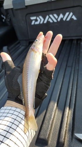 キスの釣果