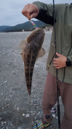 コチの釣果